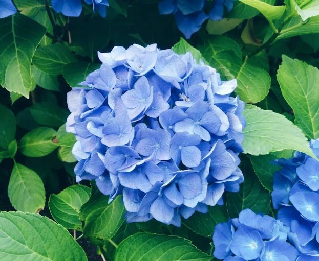 The Secret to the Boldest Blue Hydrangeas